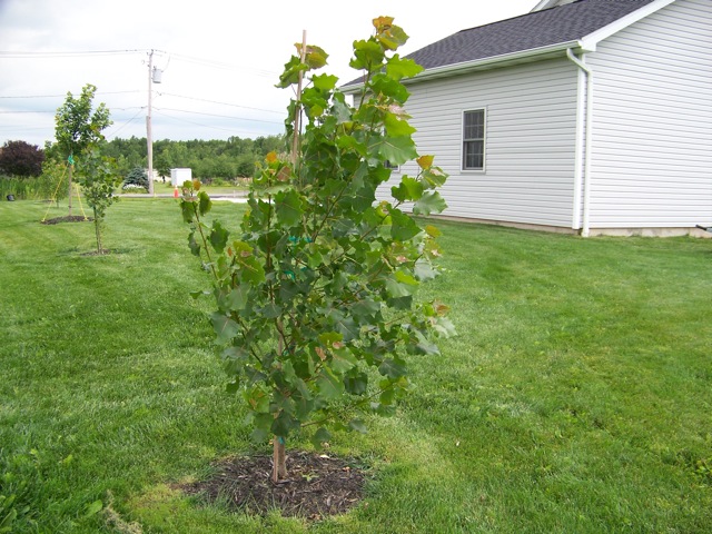 Hybrid Poplar Trees
