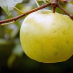 Lodi Apple Picture Buy Apple Tree