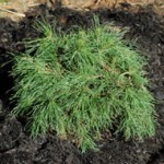 Mugo Pine