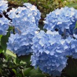 Blue Hydrangea_1