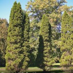 Emerald arborvitae_1