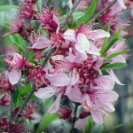 Russian-dwarf-Almond_1