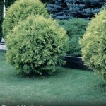 arborvitae-golden-globe_1
